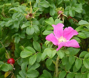 About Therapy and Counselling. Rose Hips